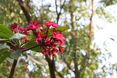 Plumeria rubra